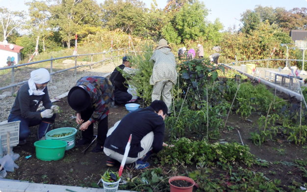 花の畑での収穫野菜